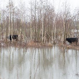 Le bétail Galloway sur Kitty Stevens