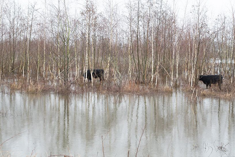 Galloway cattle by Kitty Stevens