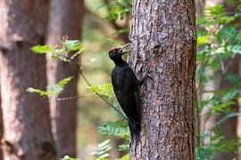 Black woodpecker by Merijn Loch