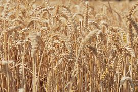 Reife Weizenköpfe auf einem Feld im Sommer. von Sjoerd van der Wal Fotografie