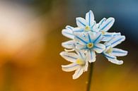 Lente bloeier van Cor de Hamer thumbnail