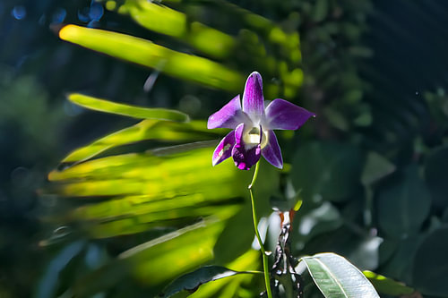 Orchidee aus Sri Lanka