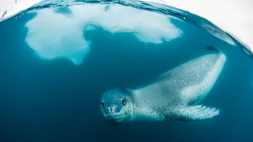 LP 70523339 Volwassen luipaard rob