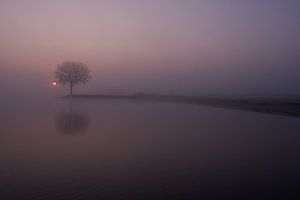Mistige zonsopkomst bij boom op krib van Moetwil en van Dijk - Fotografie