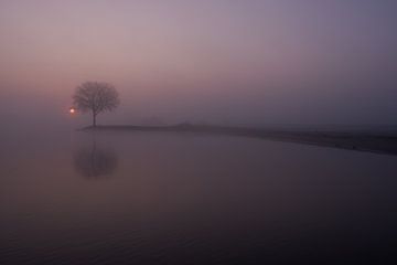 Nebliger Sonnenaufgang am Baum auf der Buhne von Moetwil en van Dijk - Fotografie