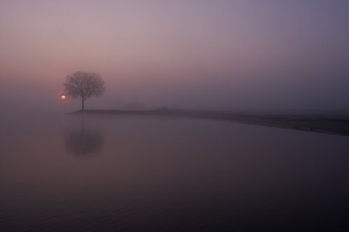 Mistige zonsopkomst bij boom op krib