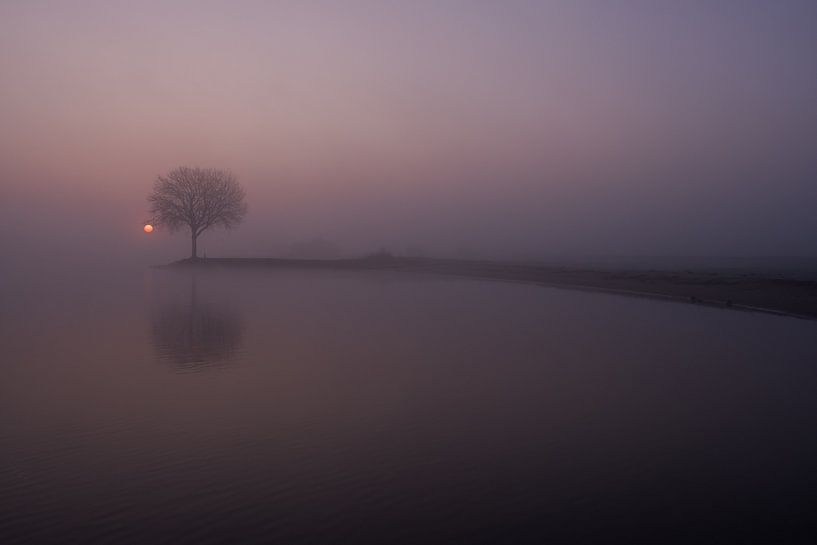 Foggy sunrise at tree on groyne by Moetwil en van Dijk - Fotografie