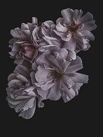 Lichtroze klimroos tegen een donkere achtergrond van Adje Photography