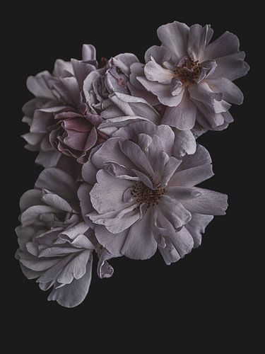 Lichtroze klimroos tegen een donkere achtergrond