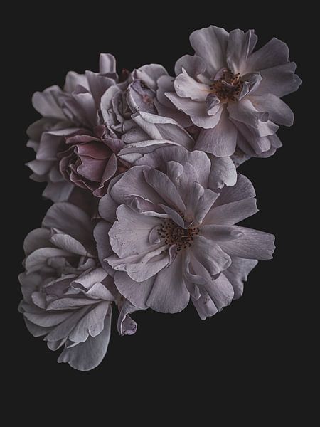 Light pink climbing rose against a dark background by Adje Photography