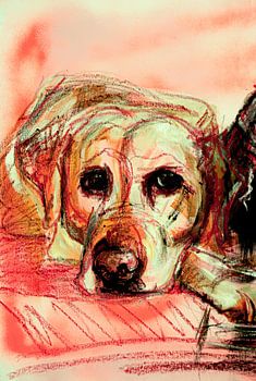 Schilderij blonde labrador retriever