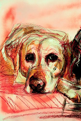 Schilderij blonde labrador retriever