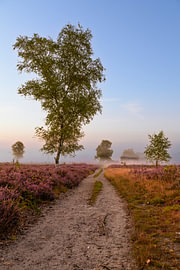 Sunrise over a heather landscape by Sjoerd van der Wal Photography