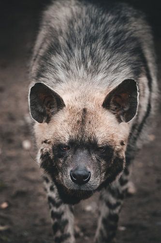 Hyena: het onderschatte roofdier