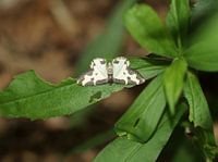 Tendeur de bec d'oiseau