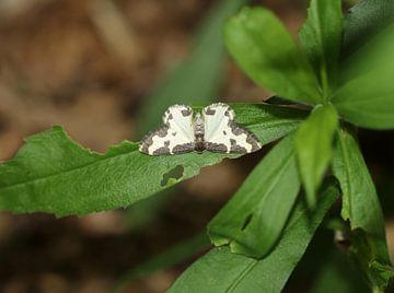 Vogelschmeiß-Spanner