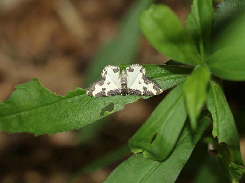 Tendeur de bec d'oiseau par Matthias Brix