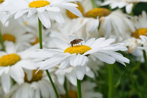 Pré Marguerite