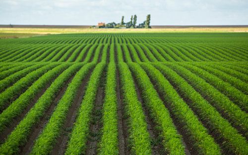 Champ près de la digue de mer sur Berend Drent
