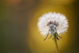 La peluche de pissenlit à l'heure d'or sur Cor de Hamer