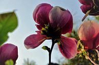 Bloem aan de Tulpenboom 2.2 van Marian Klerx thumbnail