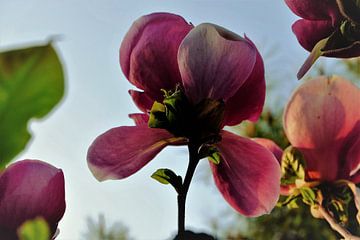 Bloem aan de Tulpenboom 2.2 von Marian Klerx