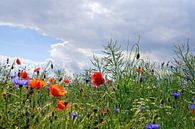 Summertime by Ostsee Bilder thumbnail