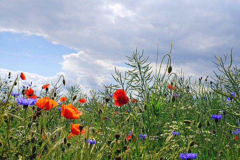 Summertime by Ostsee Bilder