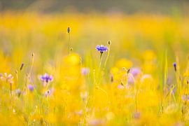 Felder aus Gold von John Goossens Photography