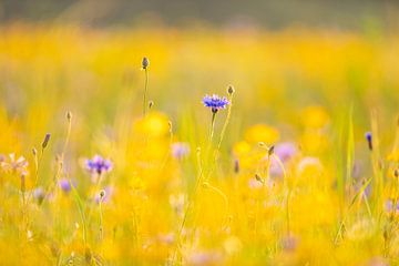 Champs d'or sur John Goossens Photography