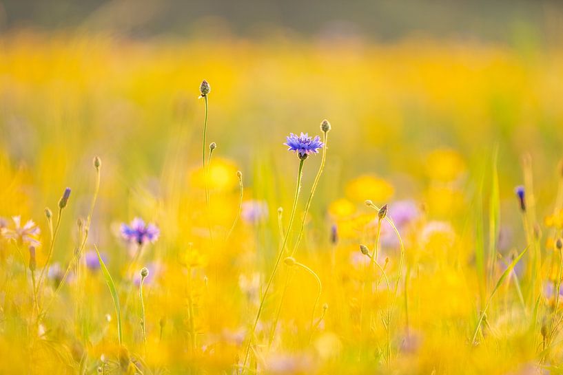 Fields of gold van John Goossens Photography