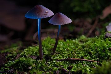 Delicate paddenstoelen filigraan op de bosgrond van Martin Köbsch