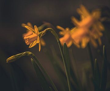 Osterblumen von ihrer besten Seite von Robby's fotografie