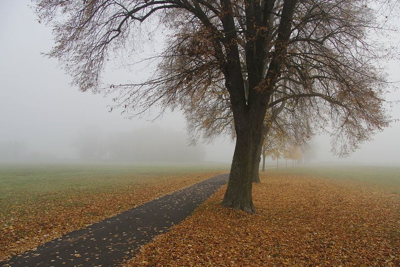 Weg im Herbstnebel in den Saalewiesen bei Bad Neustadt von Martin Flechsig