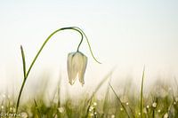berijpte witte kievitsbloem