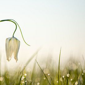 berijpte witte kievitsbloem van Harry Siegers