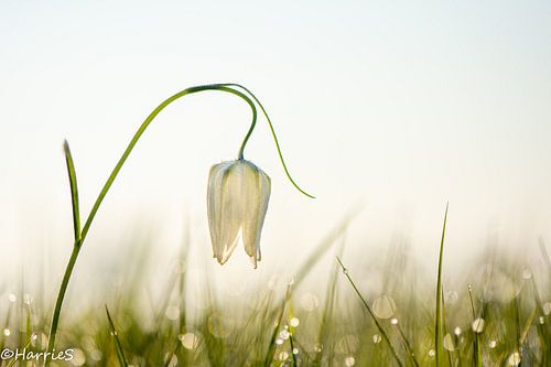berijpte witte kievitsbloem