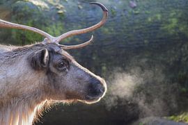 Porträt eines Rentieres von Nicolette Vermeulen