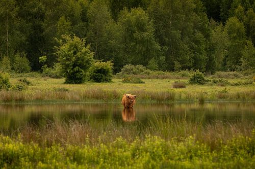 Scottish highlander in the water