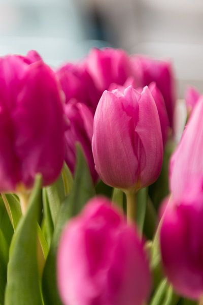 Roze tulp van Wim Stolwerk