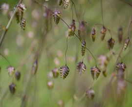 Common Quaking Grass