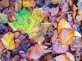 Laub von Dieter Walther