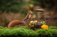 Eichhörnchen mit Einkaufskorb von Caroline van der Vecht Miniaturansicht