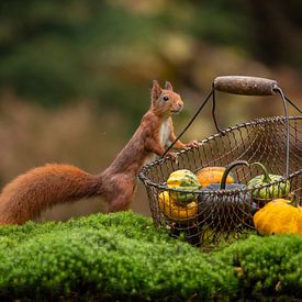 Squirrel with shopping basket by Caroline van der Vecht