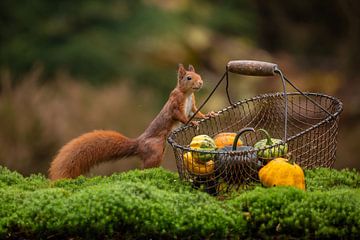Squirrel with shopping basket by Caroline van der Vecht