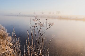 Lumière douce et hiver dans le paysage des polders sur Susanne Ottenheym