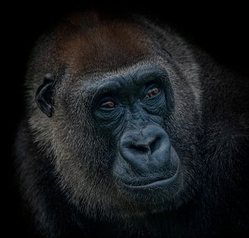 Dark Animal Portait gorilla van Ron Meijer Photo-Art