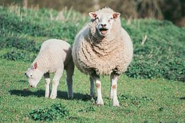 Natur Fotos von Laurien Brichau