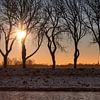 Winterse zonsopkomst tussen de bomen van Percy's fotografie