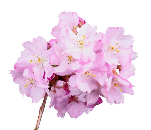 Roze kersenbloesems op een witte achtergrond